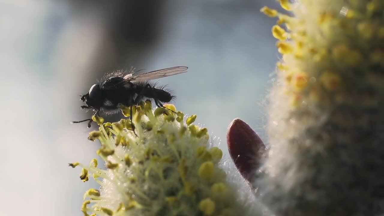 Fly On Pussy Willows Stock Video Motion Array