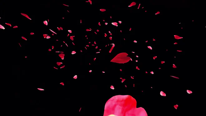 Falling Black Rose Petals