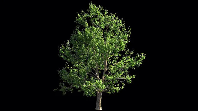 Animated Tree Tree Animated Images Free Download On Freepik