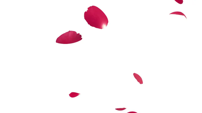 Two Exploding Roses Petals Gif Falling Rose Petals Gif Falling Flowers, Flowers , Blossom , Sakura