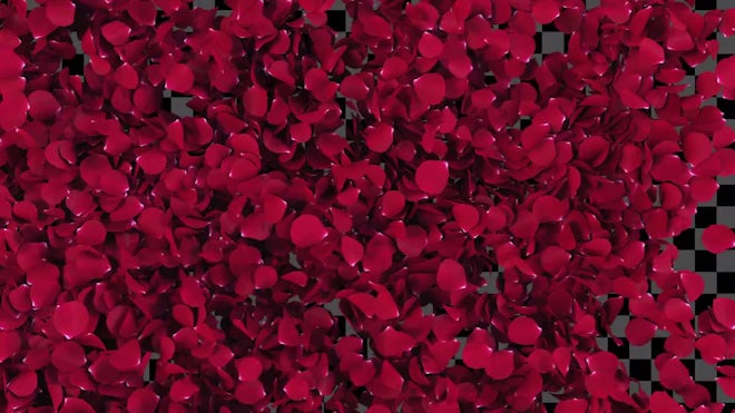 falling roses petals alpha channel, Stock Video