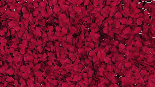 Rose Petals Effect For Overlay - Stock Motion Graphics