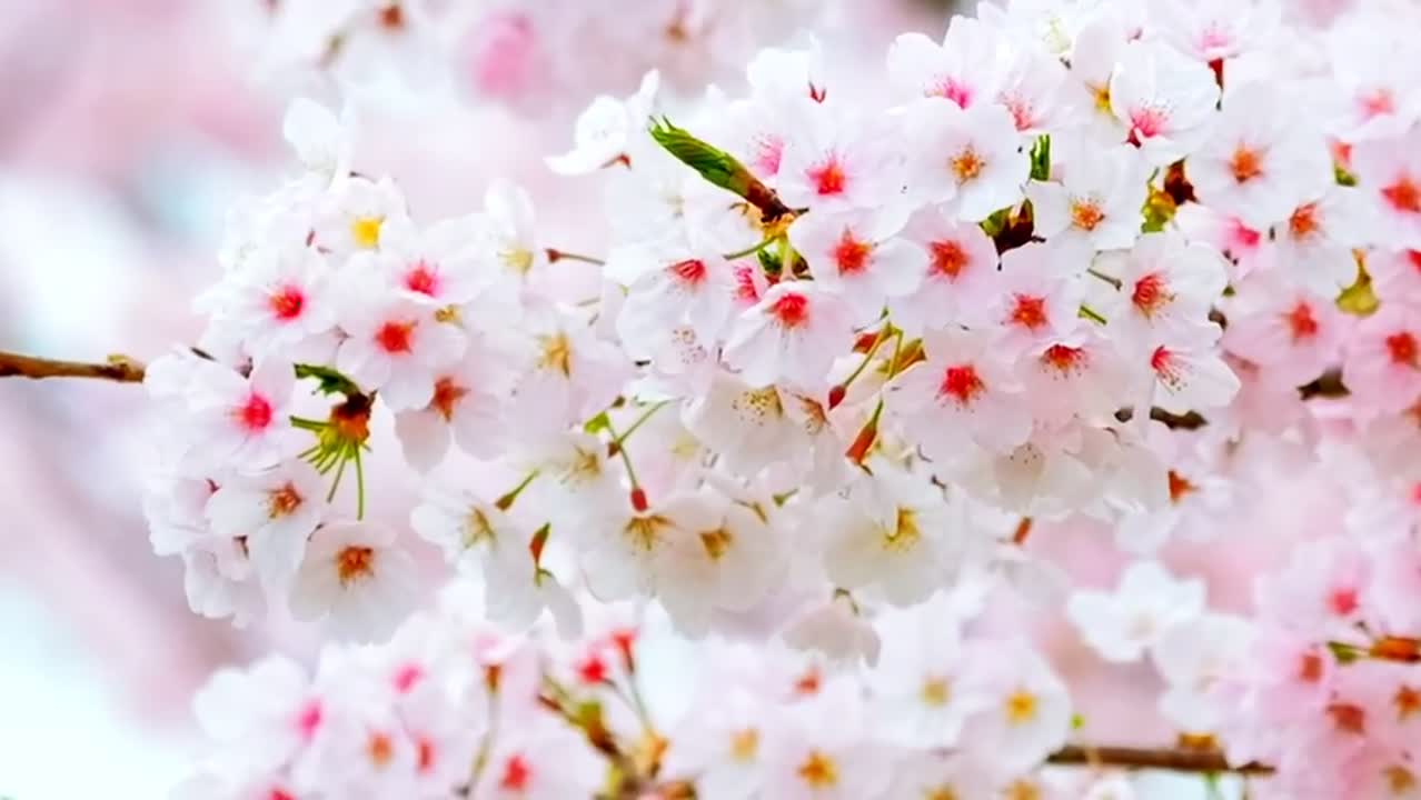 その他 MEGASPACEMOLLY100% Blooming-Sakura POP MART JAPAN on X: 