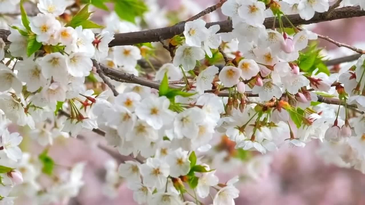 Blooming Sakura Cherry Blossom - Stock Video | Motion Array