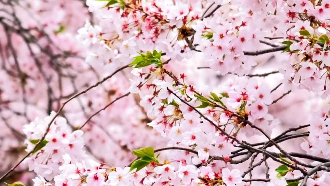 MOLLY Blooming Sakura モリー さくら 桜 Sakura Blooming in Tokyo, Japan