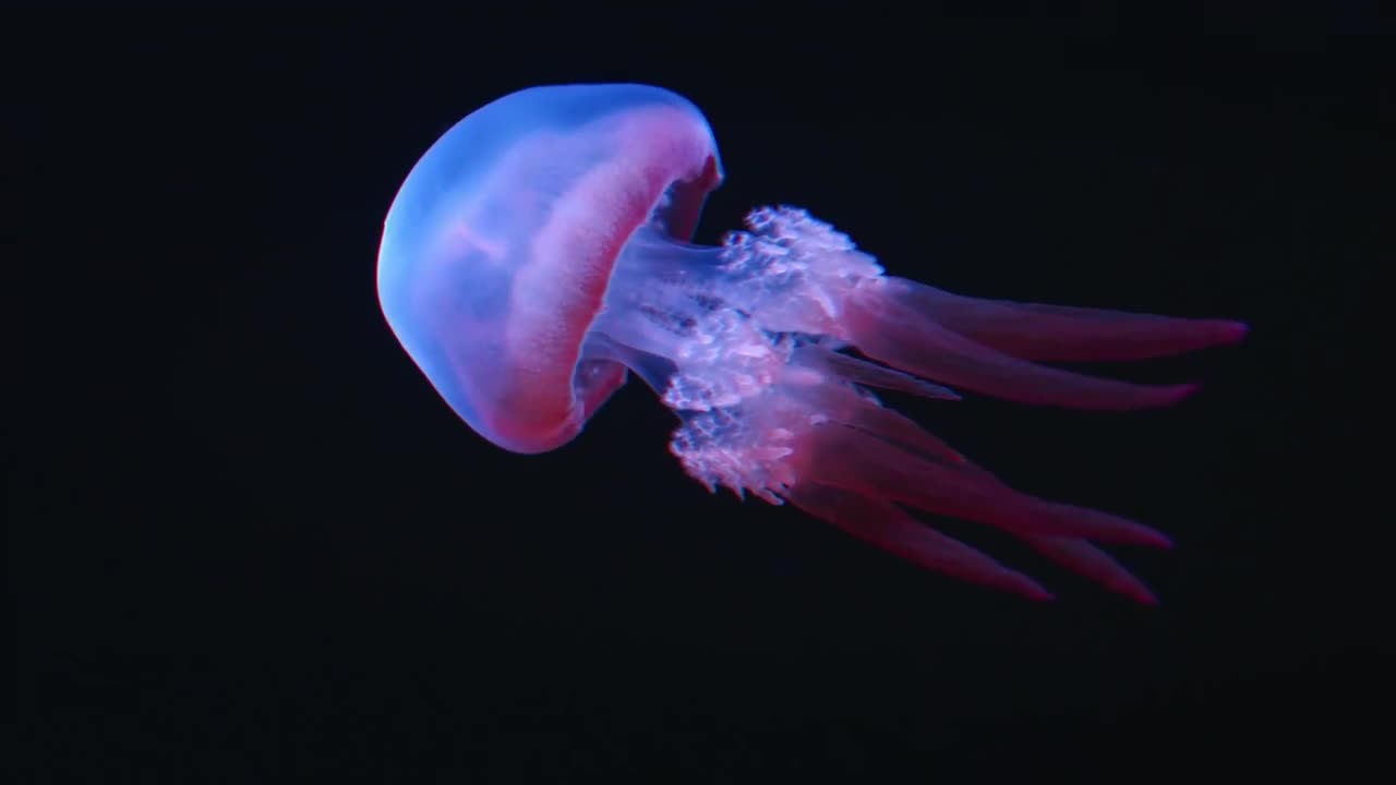 jellyfish　W. Tillmans W. ティルマンス Blue Cannonball Jellyfish Stomolophus Meleagris Drifts