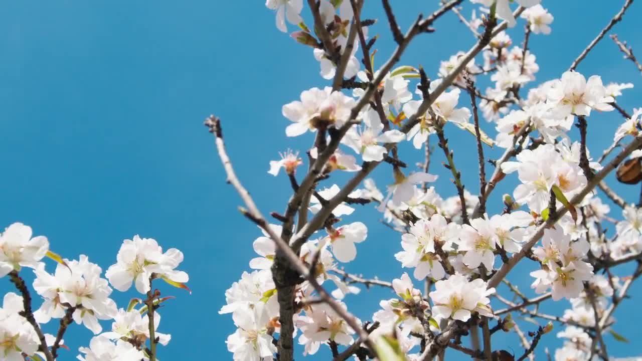 Blooming Spring Tree With Delicate White Flowers And Green