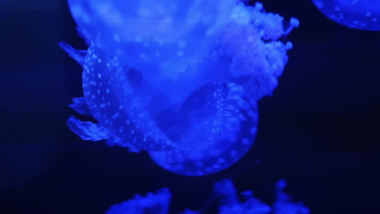 jellyfish　W. Tillmans W. ティルマンス Blue Cannonball Jellyfish Stomolophus Meleagris Drifts