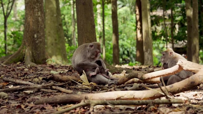 Monkeys In Their Natural Cambodia Stock Video Video Of, 58% OFF