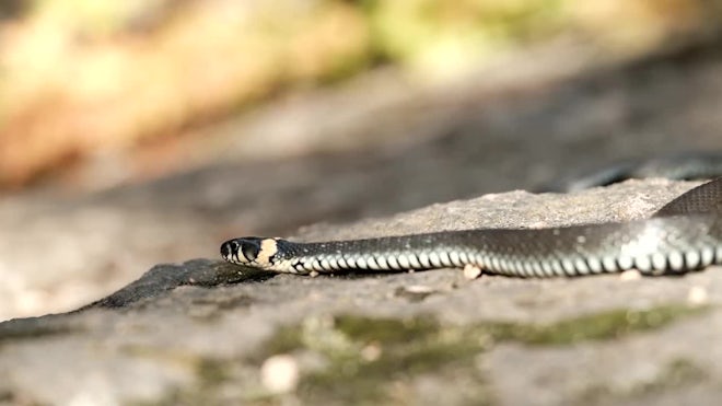 crawling animals snake