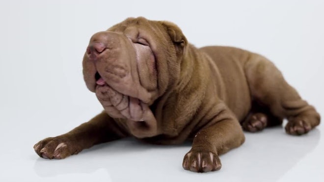 are chinese shar pei puppies lazy