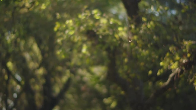 Insect Flying On Green Blurry Background - Stock Video | Motion Array