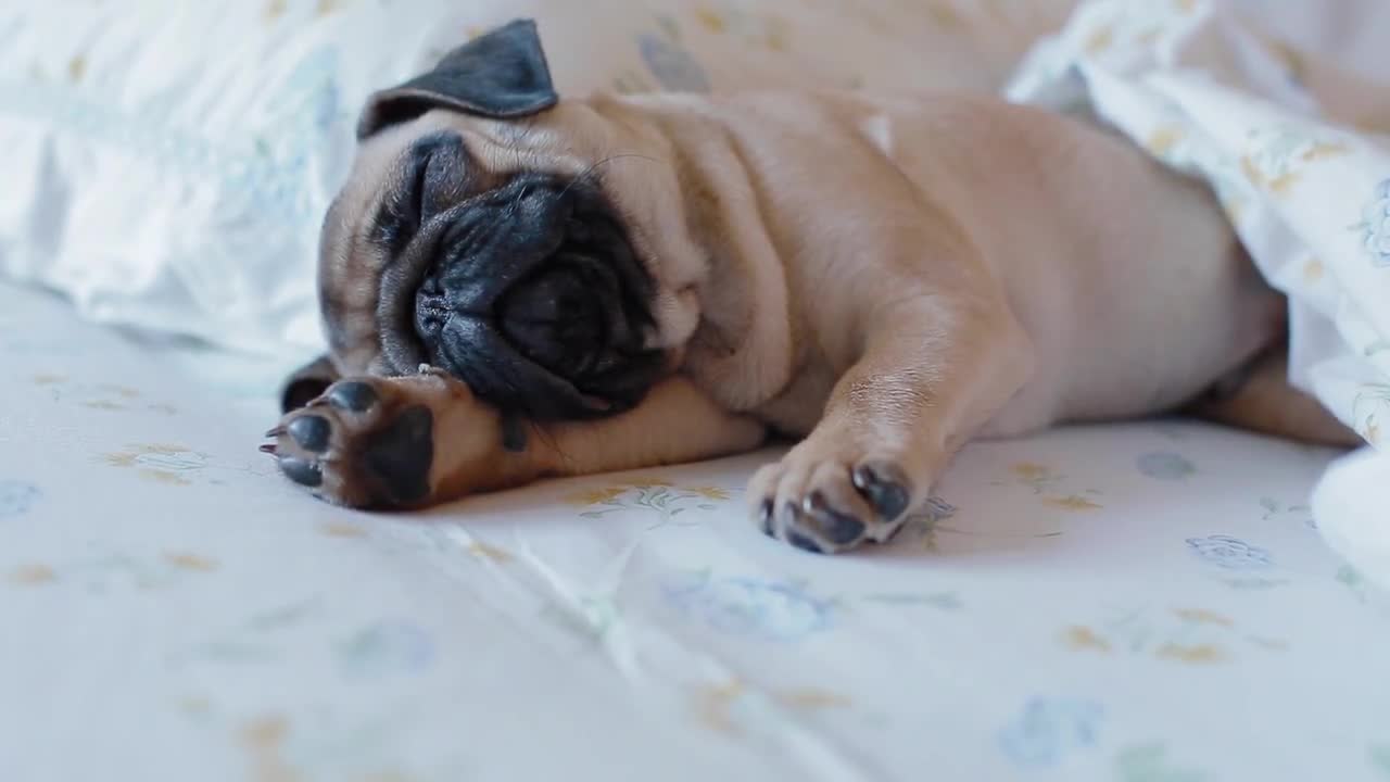 Pug sleeping shop in bed