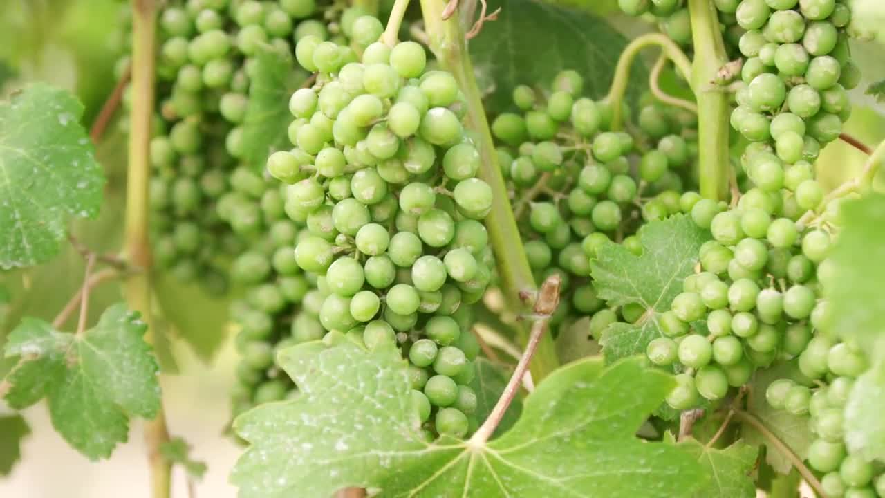 Green Grapes At Winery Stock Video Motion Array