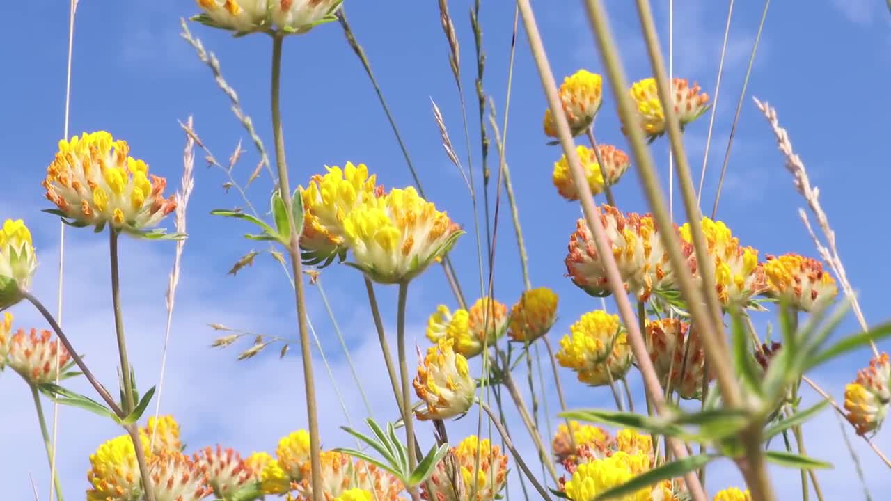 Bright Yellow Clover Flowers Stock Video Motion Array