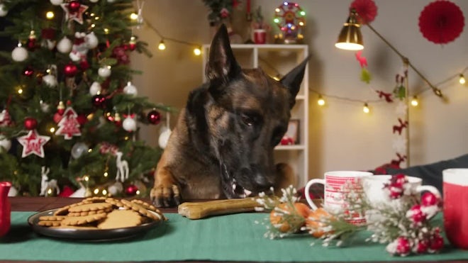 what happens if a dog eats a christmas tree