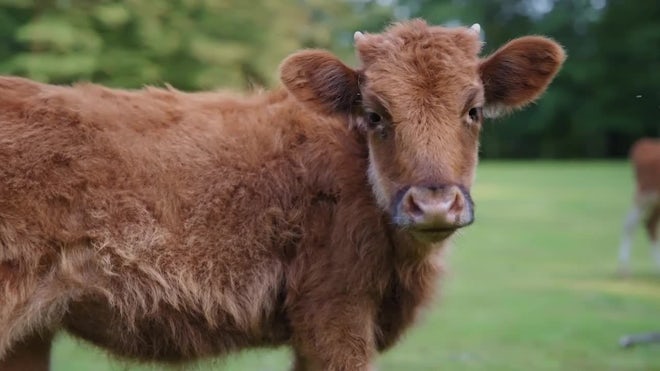 fluffy brown cows