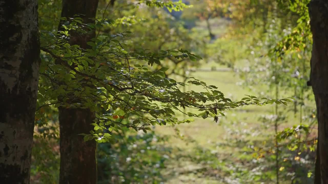 Path Through The Autumn Forest - Stock Video | Motion Array