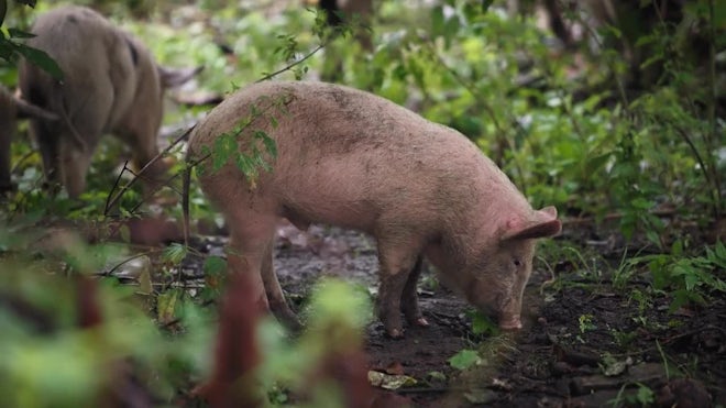 The Best Pork Loin!🥓 The taste in the forest in the rain is 5