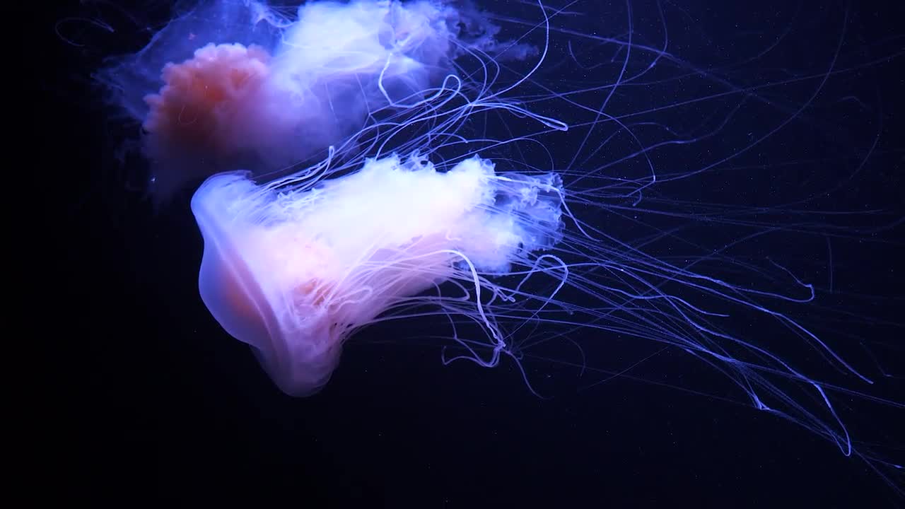 petco jellyfish