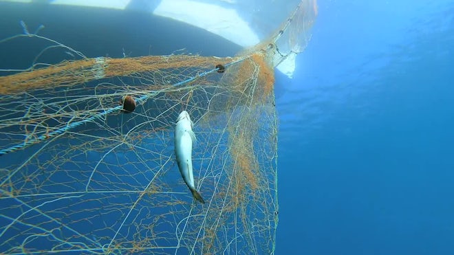 A Fish In An Underwater Fishing Net - Stock Video