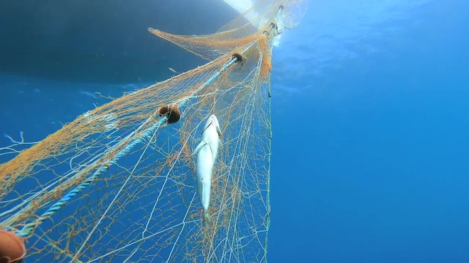 A Fish In An Underwater Fishing Net - Stock Video