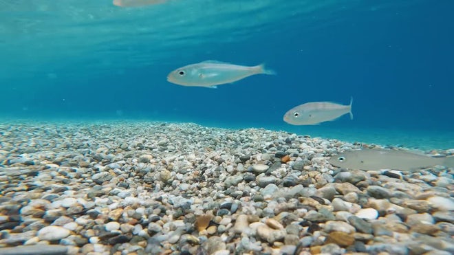 Fish In The Mediterranean Ocean - Stock Video