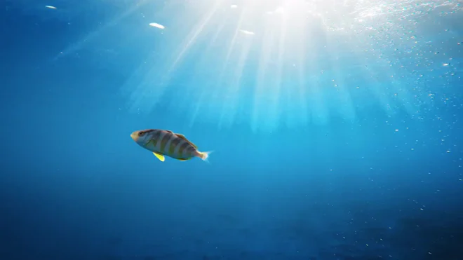 Fish Swim Backstream Fish Underwater Swimming 428,330 Underwater Fish Stock Photos Free