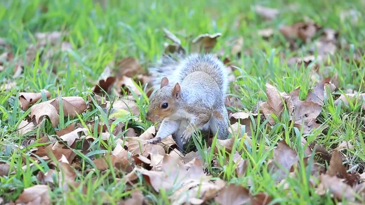 Shops hiding squirrel