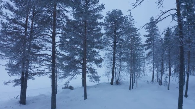 Lone Winter Tree