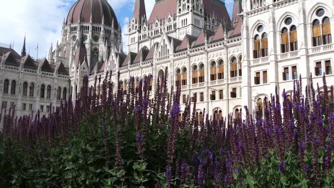 Lavender Flowers At Hungarian Parliament - Stock Video