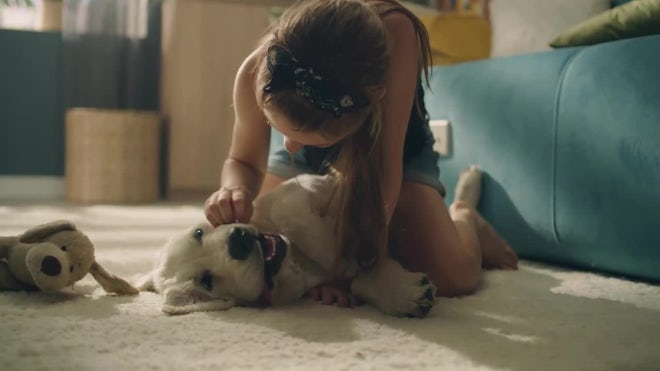 Young Girl Playing With Dog On Carpet - Stock Video | Motion Array 