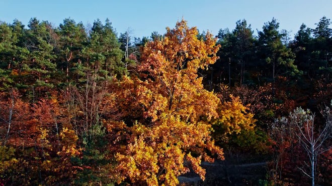 Birds of Prey on the Meadow with Autumn Forest in the Background