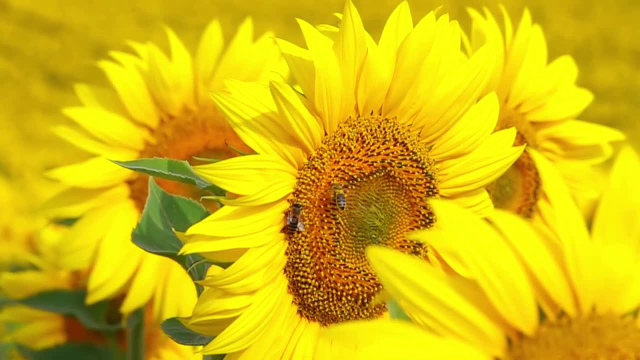Bee On A Yellow Flower - Stock Video | Motion Array