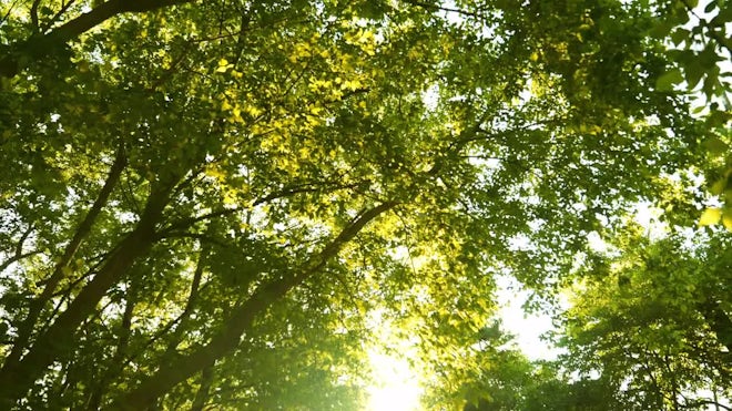 sunlight rays through trees