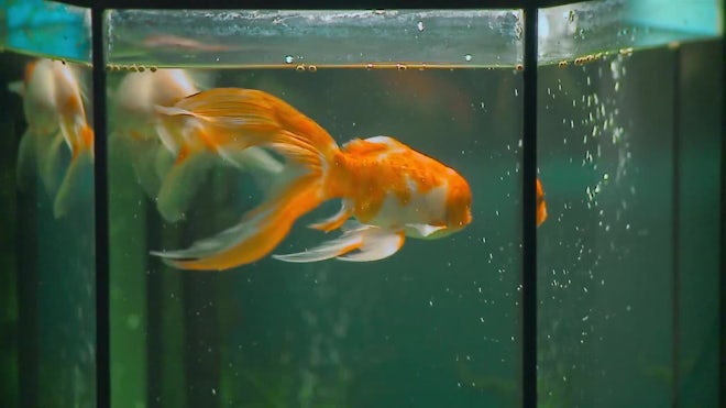 17.5. Goldfish Aquarium
