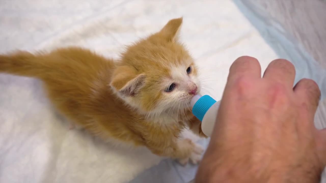 Kitten drinking clearance milk from bottle