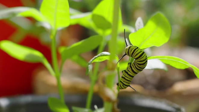 The Munching Caterpillar - Monarch Butterfly USA