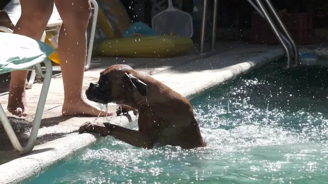 What Happened to Dogs of Woman Thrown in Pool? Shocking Truth Revealed