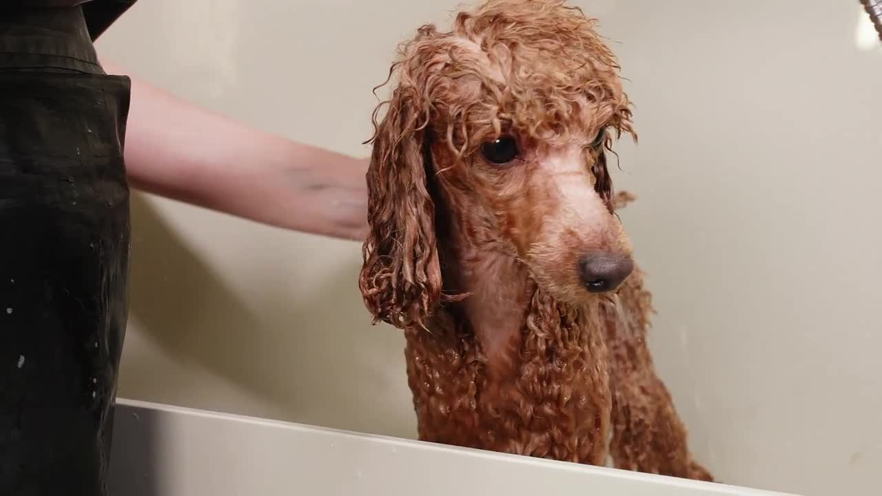 Poodle wet clearance