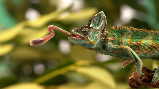 Beautiful Footage: Chameleons Are Amazing