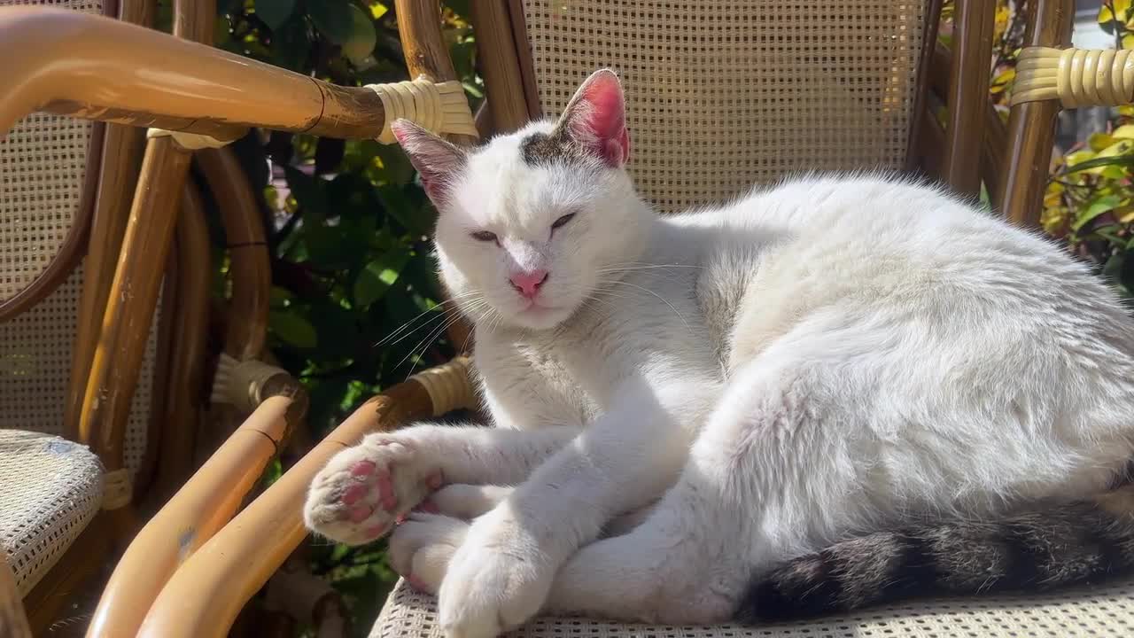 Relaxing videos for store cats to watch