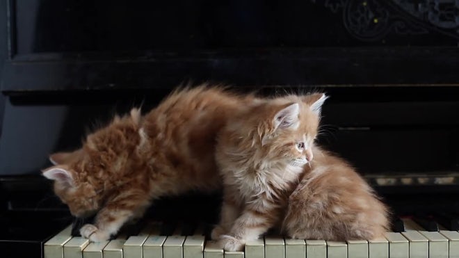 Playing Piano With Cats - Stock Video | Motion Array