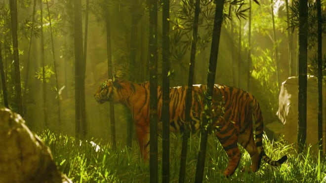Tiger In A Bamboo Forest - Stock Video | Motion Array