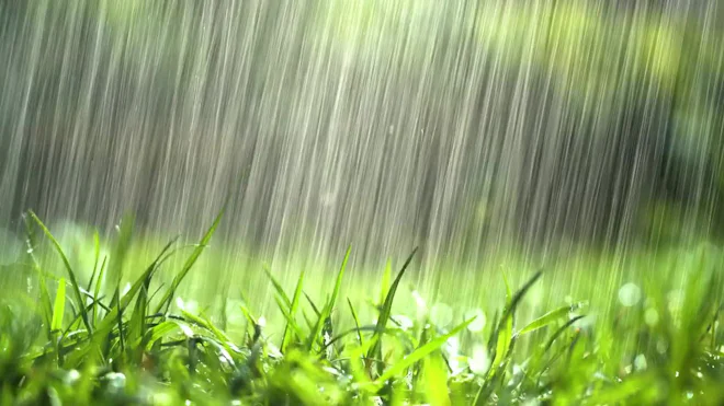 Whitestone Raining Rain Falling On Grass