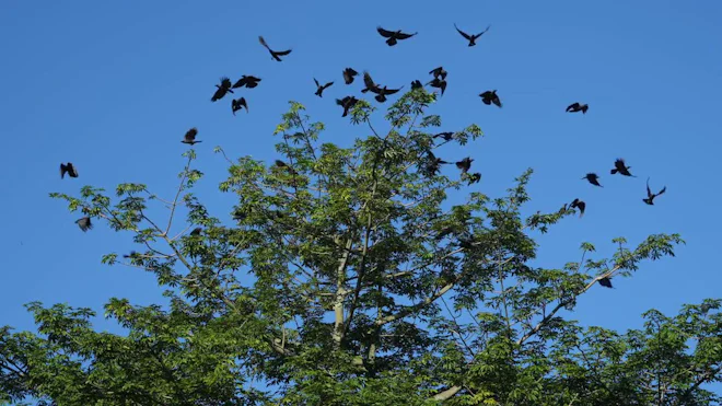 Bird Crows Exploding Crows Flying Away