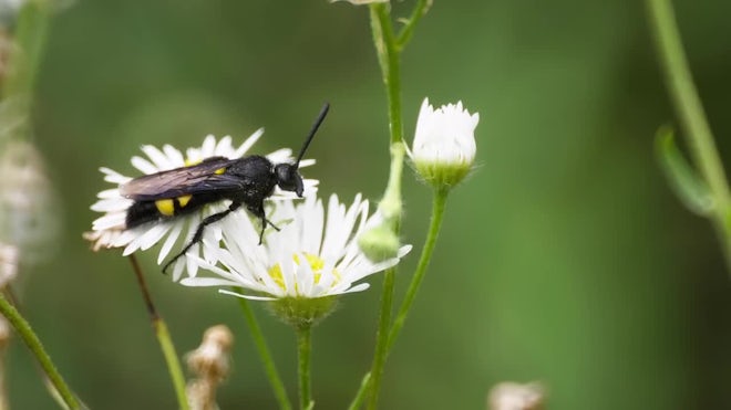 Cetonia Aurata Beetle Eating Pollen - Stock Video
