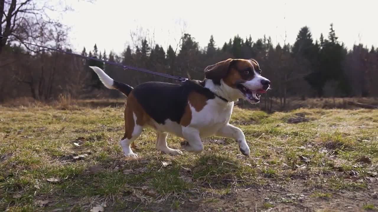 Funny best sale beagle videos