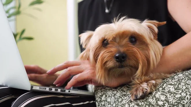 Dog Typing On Computer Dog Typing On Computer
