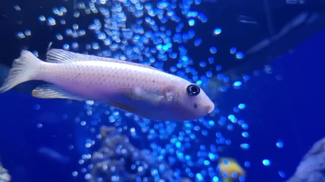 Janitor Fish